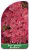 Azalea japonica ,Beethoven'