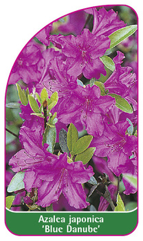 Azalea japonica 'Blue Danube'