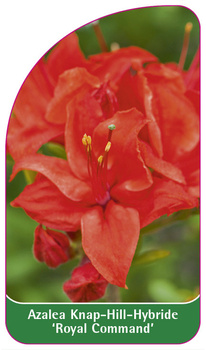 Azalea Knap-Hill-Hybride 'Royal Command''