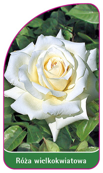 Róza pienna Nr. 200