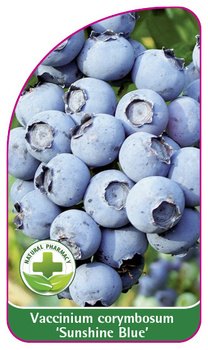 Vaccinium corymbosum 'Sunshine Blue'