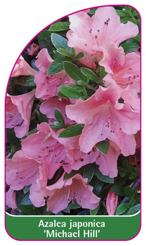 Azalea japonica 'Michael Hill'