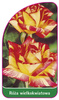 Róza wielkokwiatowa Nr. 207