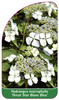 Hydrangea macrophylla 'Great Star Blane Bleu'