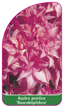 Azalea pontica 'Rosenköpfchen'