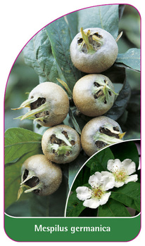 Mespilus germanica