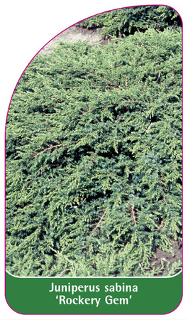 Juniperus sabina 'Rockery Gem'