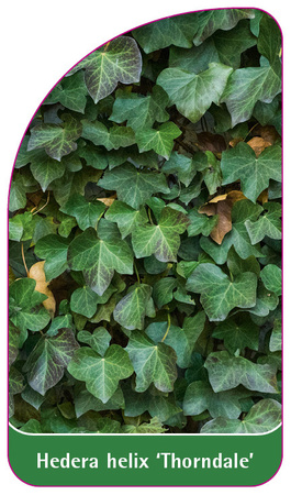 Hedera helix 'Thorndale'