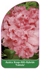 Azalea Knap-Hill-Hybride 'Fabiola'