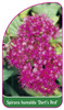 Spiraea bumalda 'Dart's Red'
