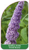 Buddleia davidii 'Orchid Beauty'