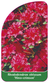 Rhododendron obtusum 'Hino-crimson'
