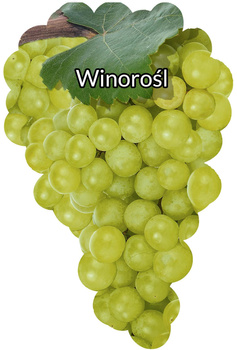 Bílá vinná réva prázdná