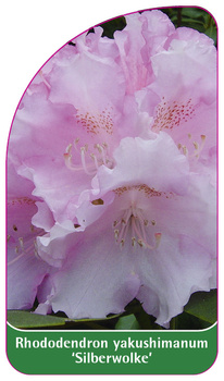 Rhododendron yakushimanum 'Silberwolke'