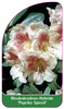 Rhododendron-Hybride 'Paprika Spiced'
