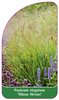 Panicum virgatum 'Hänse Herms'