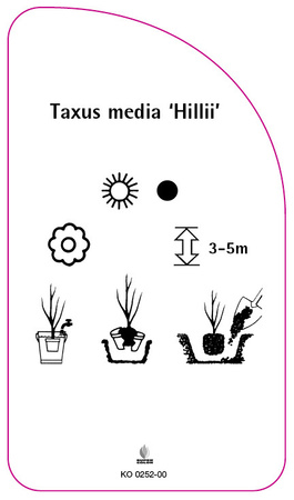 Taxus media 'Hillii'