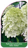 Hydrangea paniculata 'Silver Dollar'