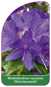 Rhododendron russatum 'Gletschernacht'