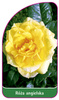 Roza angielska Nr. 501