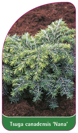 Tsuga canadensis 'Nana'