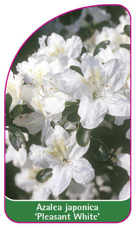 Azalea japonica 'Pleasant White'