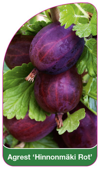 Coacăze "Hinnonmäki Rot