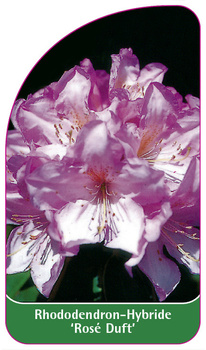 Rhododendron-Hybride 'Rosé Duft'