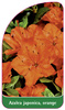 Azalea japonica, orange