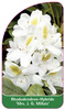 Rhododendron-Hybride 'Mrs. J. G. Millais'