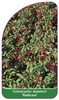 Cotoneaster dammeri 'Radicans'