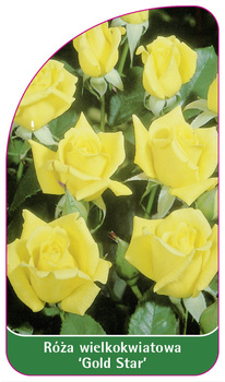 Róza wielkokwiatowa 'Gold Star'