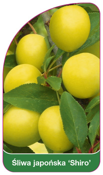Japonská švestka 'Shiro'
