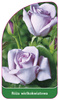 Róza wielkokwiatowa Nr. 232