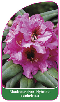 Rhododendron-Hybride dunkelrosa