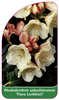 Rhododendron yakushimanum 'Flava Lackblatt'