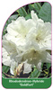 Rhododendron-Hybride 'Goldfort'