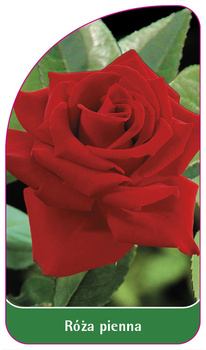 Róza pienna Nr. 67