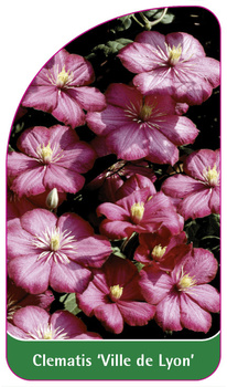 Clematis 'Ville de Lyon'