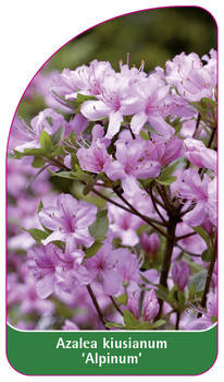 Azalea kiusianum 'Alpinum'