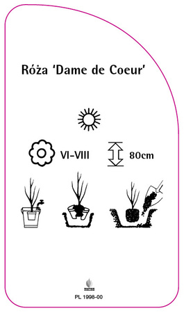 Roza 'Dame de Coeur'