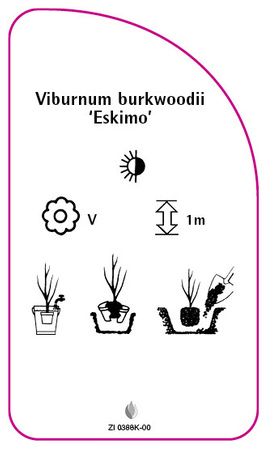 Viburnum burkwoodii 'Eskimo'