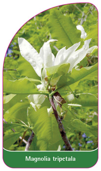Magnolia tripetala