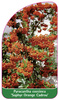 Pyracantha coccinea 'Saphyr Orange Cadrou'