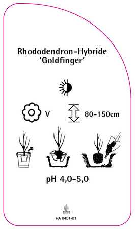Rhododendron-Hybride 'Goldfinger'
