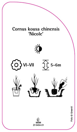 Cornus kousa chinensis 'Nicole'