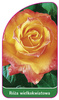 Róza wielkokwiatowa Nr. 217