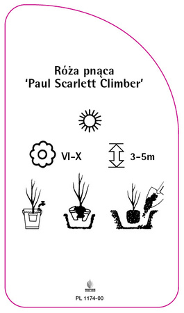 Róza pnaca 'Paul Scarlett Climber', PL