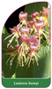 Lonicera henryi