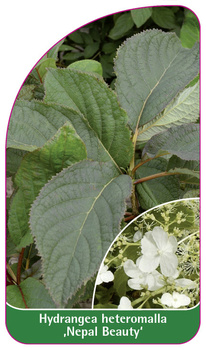 Hydrangea heteromalla ,Nepal Beauty'